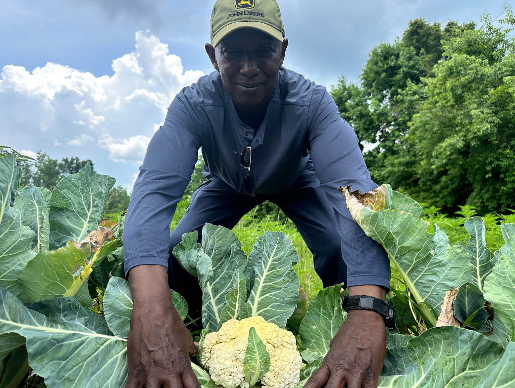 An African American man in blue jeans and shirt and green hat bending down over cabbages on a farm.