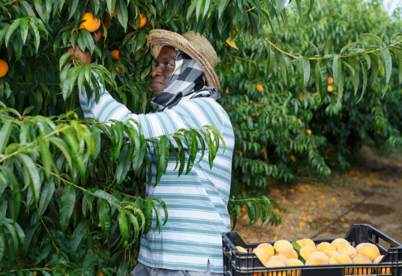 An African-American man in a green and white striped shirt, straw hat, and head scarf picks peaches from trees in an orchard.