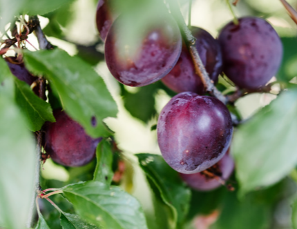 Organically grown plums hanging on a tree.