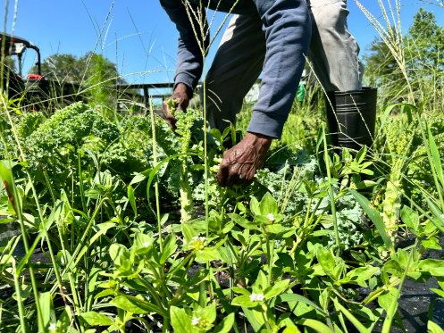 Organic Produce for Assisted Living Facilities