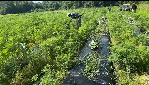 Agritherapy