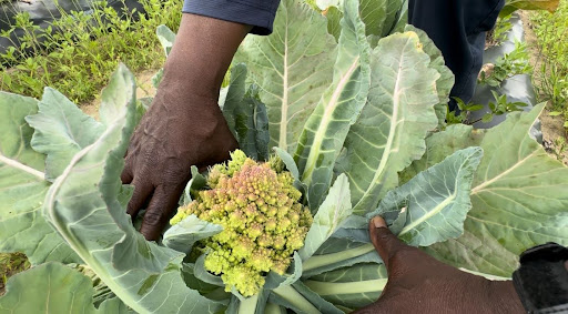 Agritherapy