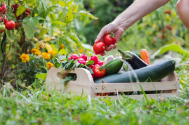 person in garden with veggies