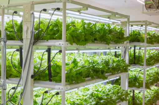 hydroponics for greens
