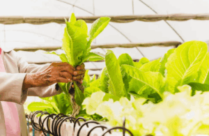 hand holding organic greens